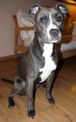 Liebe graue American Stafford Blue Line