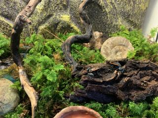 Phyllobates vittatus - Pfeilgiftfrösche und Terrarium abzugeben