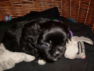 Blacky abzugebeb