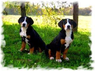 Großer Schweizer Sennenhund- Welpen