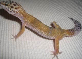 23 Leopardgecko Kinder-Halbstarke Adultes Weibchen