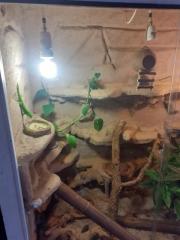 Madagaskar Tagesgecko