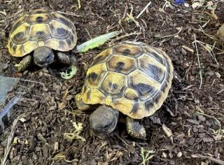 Griechische Landschildkröte NZ 2024