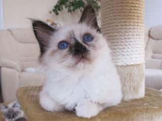 Birmababys suchen ein neues Zuhause