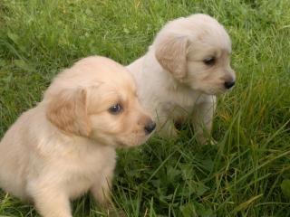 Golden Retriever Welpen