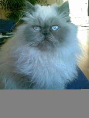 Perser Color Point Deckkater