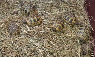 Griechische Landschildkröten NZ 2021 und NZ 2021 aus Tierarztzucht zu verkaufen