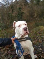 Dogo Argentino
