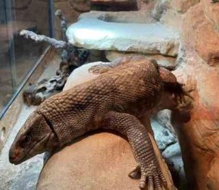 Steppenwaran varanus exanthematicus