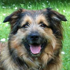 Sly - männlich 2 Jahre 52 cm 23 kg Briard-Mix Gechipt Nicht kastriert