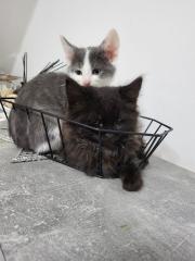 Katzen junges rasse bombay und mischling