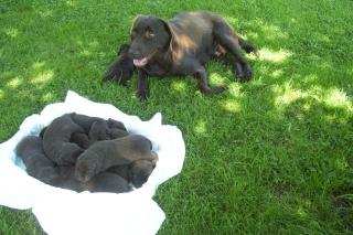 Wunderschöne schokobraune Labradorwelpen