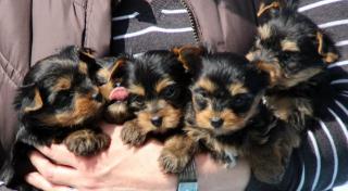 Yorkshire Terrier suchen ein liebevolles zu Hause auf Lebenszeit