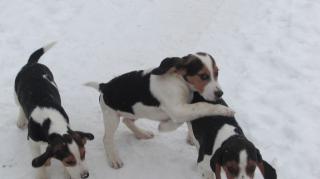 Beaglewelpen