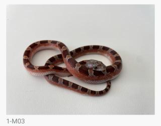 Bloodred Pied Sided het. Hypo Kornnattern Jungtiere Nachzuchten 2022