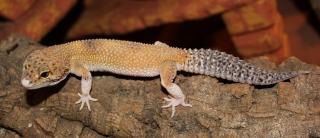 Leopardgeckos abzugeben in Hamburg
