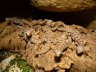0. 0. 5 Uromastyx Geyri von 07/2010