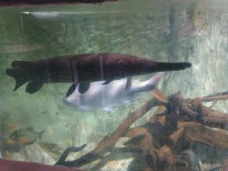 Alligatorhecht