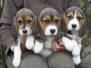 Dringend - echt süsse Beagle Welpe suchen neue Zuhause -