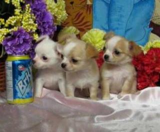 Chihuahua Welpen