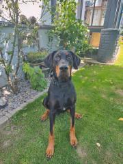 Dobermann Rüde