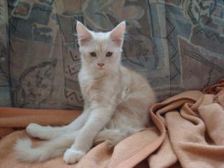 Typvolle, süße Maine Coon Kitten suchen Dich