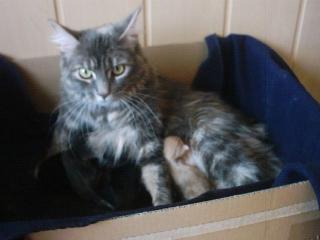 Maine Coon Kitten ab 31. 05. 08 zu vergeben