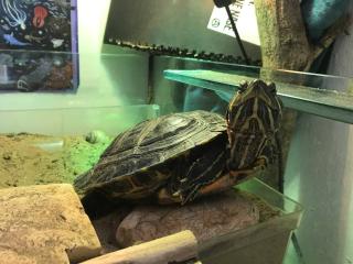Neues Zuhause für Rotwangenschmuckschildkröte