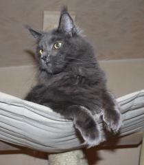 Maine Coon Mädchen in Blue mit Stammbaum