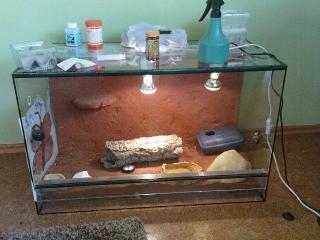 2 weibliche Leopardgeckos mit oder ohne Terrarium