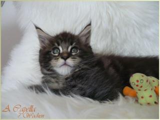 4 hübsche Maine Coons suchen liebevolles Personal