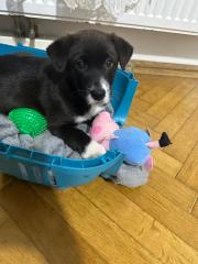 Labradormix Welpe