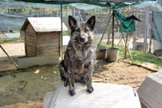 WULFA hübsche Maus wartet seit 3J in Spanien -
